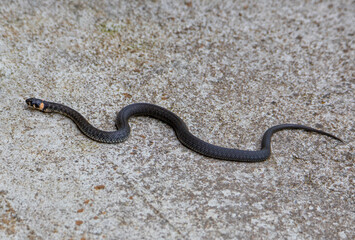 a Natrix natrix snake in close up