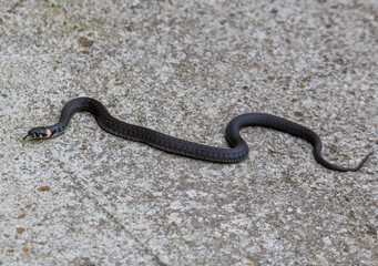 a Natrix natrix snake in close up