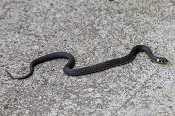 a Natrix natrix snake on the alley concrete