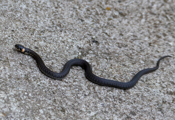 a Natrix natrix snake on asphalt