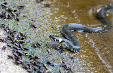 a Natrix natrix snake on the shore of a lake