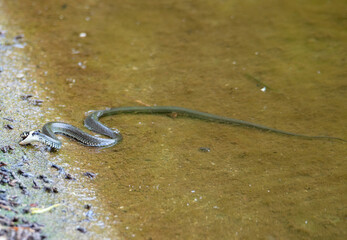 a Natrix natrix snake on the shore of a lake