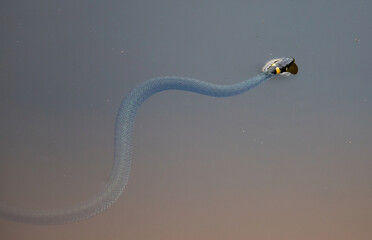 a Natrix natrix snake swimming in the water