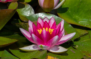 a close-up with a pink water lily flower