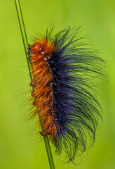 Brown bear - Arctia caja, caterpillar