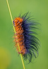 Brown bear - Arctia caja, caterpillar