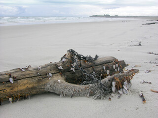 Closeup of tree log overgrown with barnacles at beach on North Island of New Zealand