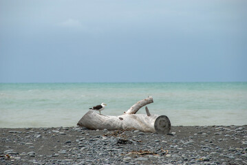 Tree log washed ashore on beach with sea gull Kaikoura New Zealand