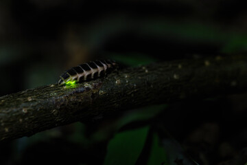 Common glow-worm (Lampyris noctiluca) glowing green in the night