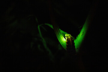 Common glow-worm (Lampyris noctiluca) glowing green in the night