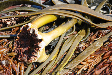 Seaweed at the beach of Moeraki Boulders New Zealand