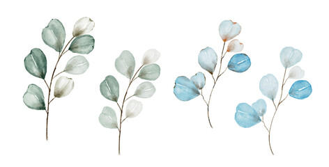 Obraz premium Set watercolor herbal elements.Eucalyptus Green leaf branches.Isolated on a white background.