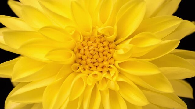 4K Time Lapse of blooming yellow Dahlia, close-up. Timelapse of growing and opening beautiful flower. Time-lapse Top view.