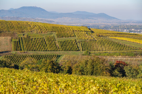 Alsace's vineyards on an autumn day, Grand Est, France