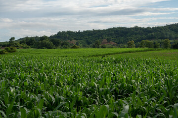 Fototapeta na wymiar Corn garden plants in Corn field farm