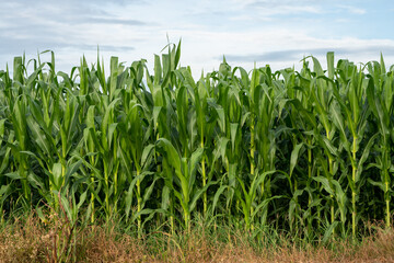 Obraz premium Corn garden plants in Corn field farm