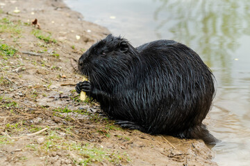 Black beaver rat or nutria at the farm near the lake