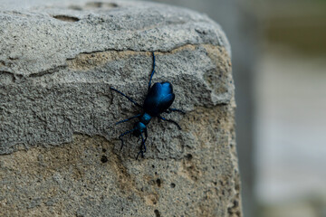 Closeup photo of a blue beetle on stone