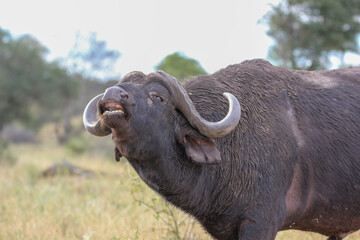 African or Cape buffalo, Kruger National Park, South Africa
