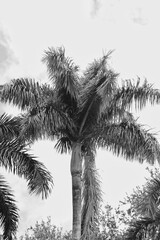 palm tree in black and white