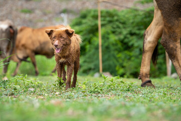 Fototapeta premium little dogs in ranch farming ,The dog are herding cattle on a ranch