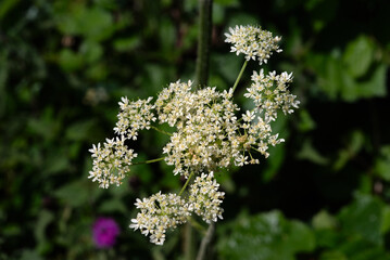Wild Angelica or Forest Angelica also called Herbe aux anges or Sylvestre Angelica
