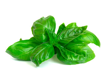 Fresh organic basil leaves isolated on white background.
