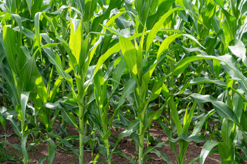 Corn garden plants in Corn field farm