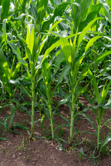 Corn garden plants in Corn field farm