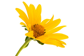 heliopsis flower isolated