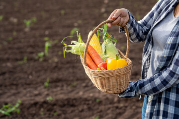Beautiful young brunette Portrait Famer Woman hand holding Vegetables in the bamboo basket on green...