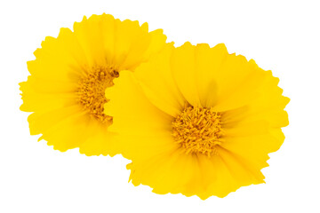 Coreopsis flower isolated