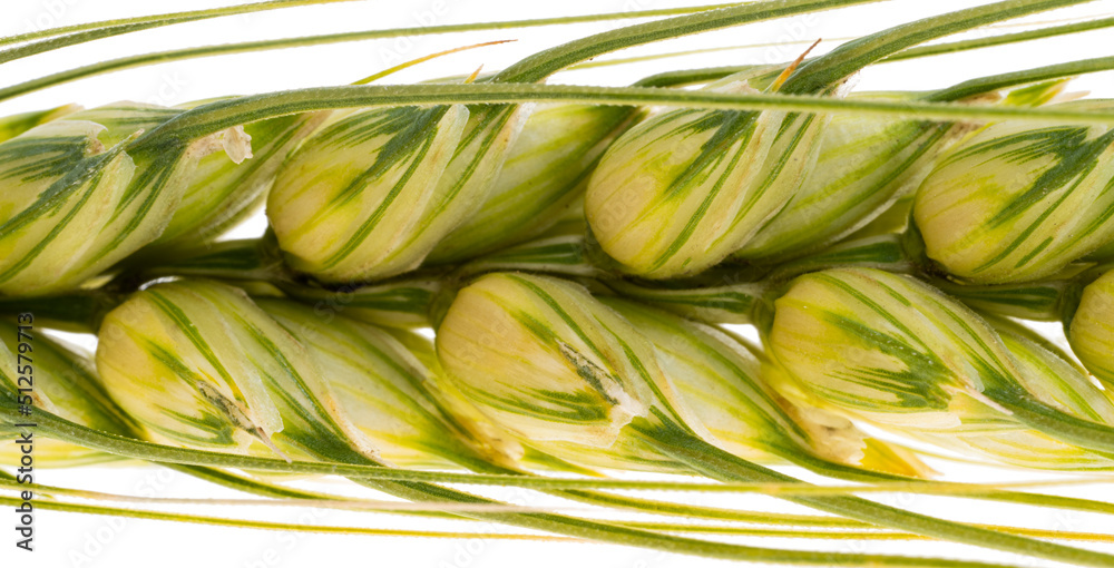 Poster ear of wheat isolated