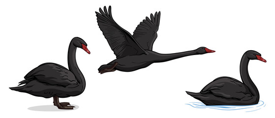 Vector set of black swans. Three swans isolated on white background.