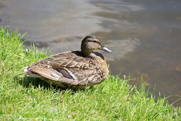 Mallard duck sitting in a green grass near the water. Portrait of female wild duck at lake coast
