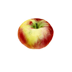 Apple. Botanical watercolor illustration isolated on white