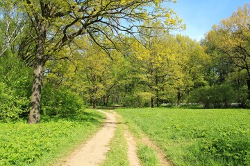 Fototapeta premium Summer forest landscape. Dense green vegetation and trees along the trail path on eco route in the reserve. Nature tourism and travel. Healthy hiking lifestyle. Walking in a city park. Ecology concept