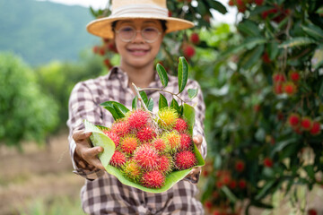 Asia Woman farmer Rambutan Farmer, female farmer holding pile of rambutan from organic farming...