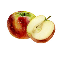Apple. Botanical watercolor illustration isolated on white