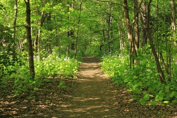 Obraz premium Summer forest landscape. Dense green vegetation and trees along the trail path on eco route in the reserve. Nature tourism and travel. Healthy hiking lifestyle. Walking in a city park. Ecology concept