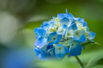 Fototapeta na wymiar シンボルプロムナード公園　紫陽花 