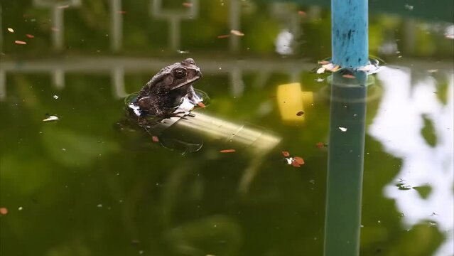 Malayan Giant Toad Frog Or River Toad. Amphibi Animal HD Video