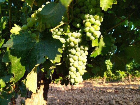 Uvas en vi&ntilde;edo