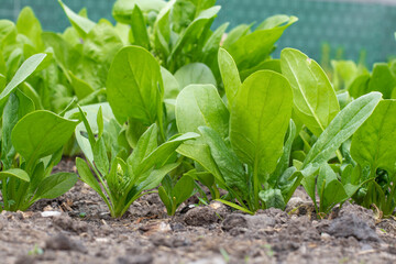 spinach Young, green grows in the garden. Vegetable garden, fresh greens on the site. The concept of vitamins, proper nutrition, fiber, vegetarianism, agriculture. High quality photo