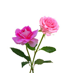 Bunch of rosy roses isolated on white 