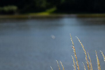 Dwie rośliny na tle stawu