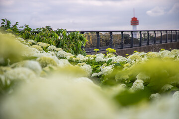 シンボルプロムナード公園　紫陽花・風景