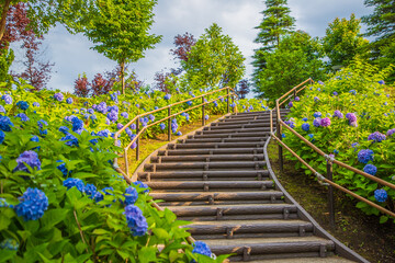 シンボルプロムナード公園　紫陽花・風景