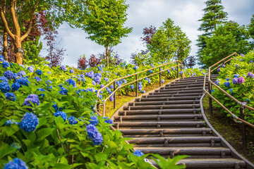 シンボルプロムナード公園　紫陽花・風景