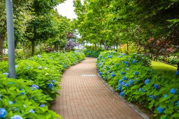 シンボルプロムナード公園　紫陽花・風景
